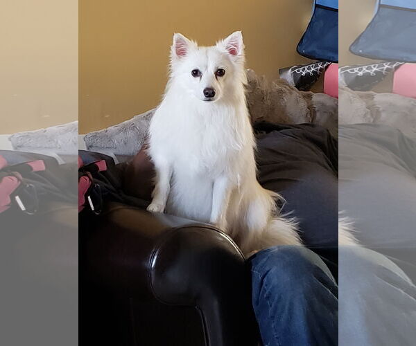Medium Photo #1 American Eskimo Dog Puppy For Sale in Pikesville, MD, USA