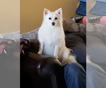 Small American Eskimo Dog