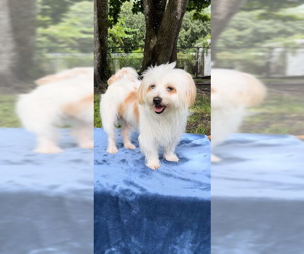 Medium Photo #1 Maltese Puppy For Sale in Weston, FL, USA