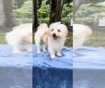 Small Maltese