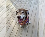 Cholena - Female Siberian Husky-Unknown Mix Dog for Adoption - Small photo