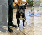 Small American Pit Bull Terrier Mix