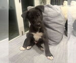 Small #1 Labrador Retriever Mix