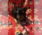 Small Photo #12 Yorkshire Terrier Puppy For Sale in JOHNSTON CITY, IL, USA
