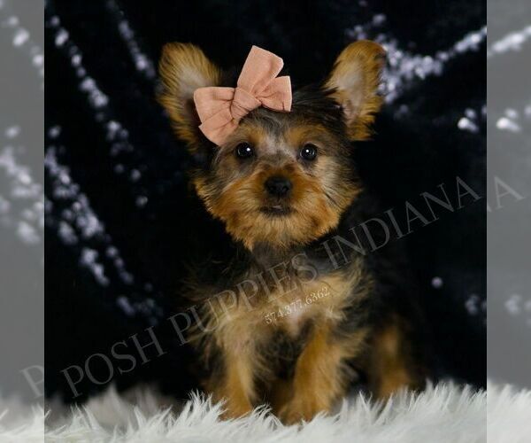 Medium Photo #4 Yorkshire Terrier Puppy For Sale in WARSAW, IN, USA
