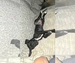 Small #3 Mutt