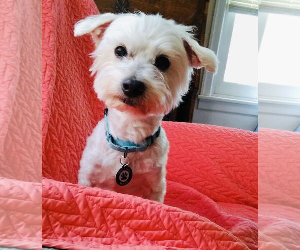 Medium Photo #6 Maltese-Unknown Mix Puppy For Sale in Princeton, MN, USA