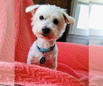 Small #5 Maltese Mix