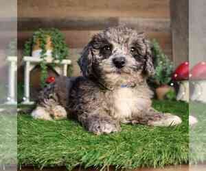 Bichpoo Puppy for sale in MINNEAPOLIS, MN, USA