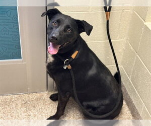 Labrador Retriever Dogs for adoption in Pueblo, CO, USA