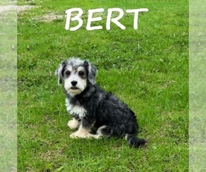 Schnoodle (Miniature) Puppy for sale in HARTLAND, MN, USA
