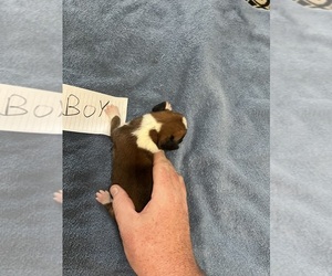 Boxer Puppy for sale in BLOOMINGTON, IL, USA