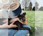 Small #4 Labrador Retriever Mix