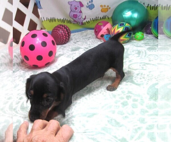 Medium Photo #4 Dachshund Puppy For Sale in RATTAN, OK, USA