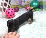 Small #3 Dachshund