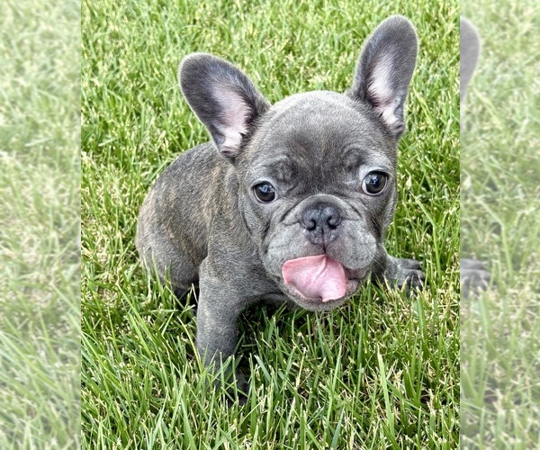 Medium Photo #38 French Bulldog Puppy For Sale in CANYON, TX, USA