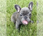 Small Photo #38 French Bulldog Puppy For Sale in CANYON, TX, USA