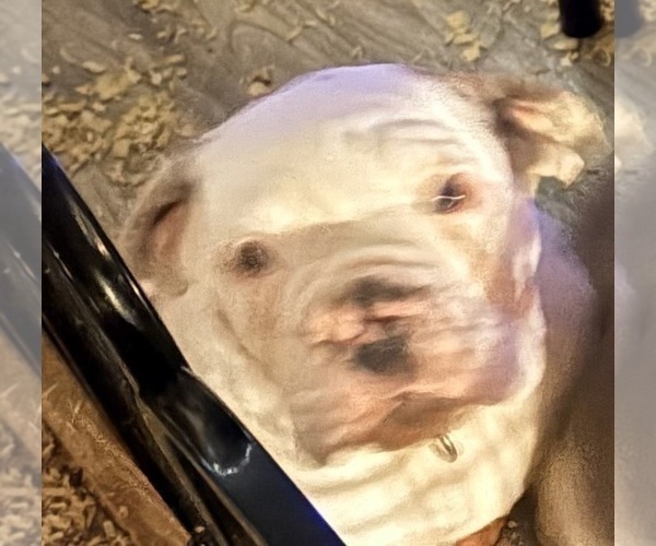 Medium Photo #3 English Bulldogge Puppy For Sale in CENTER BARNSTEAD, NH, USA