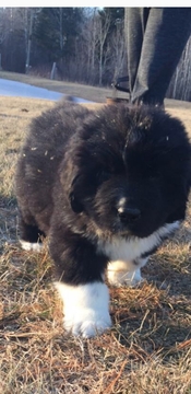 Medium Photo #1 Newfoundland Puppy For Sale in CHILI, WI, USA