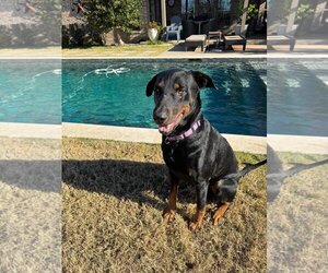 Doberman Pinscher-Labrador Retriever Mix Dogs for adoption in Dallas, TX, USA