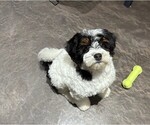 Puppy Shirley Miniature Bernedoodle