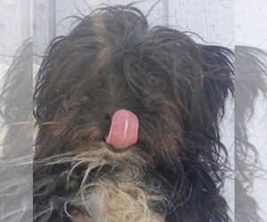Mutt Dogs for adoption in Minneapolis, MN, USA