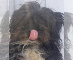 Small Mutt
