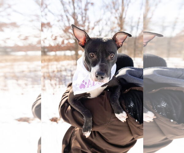 Medium Photo #10 Mutt Puppy For Sale in Crete, IL, USA