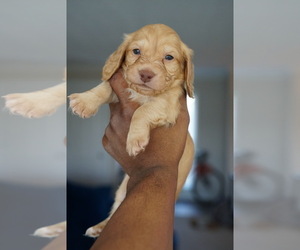 Dachshund Puppy for Sale in MARIETTA, Georgia USA