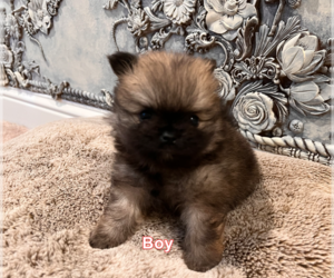 Pomeranian Puppy for sale in CLOVIS, CA, USA