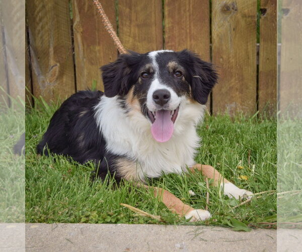 Medium Photo #4 Border-Aussie Puppy For Sale in Huntley, IL, USA