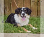 Small #3 Border-Aussie