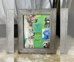 Labrador Retriever Puppy for sale in HAMDEN, CT, USA