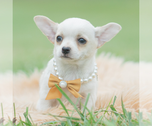Medium Photo #2 Chihuahua Puppy For Sale in WARSAW, IN, USA