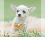 Small Photo #43 Chihuahua Puppy For Sale in WARSAW, IN, USA