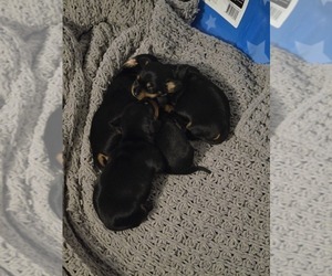 Dachshund Puppy for sale in SPIRO, OK, USA