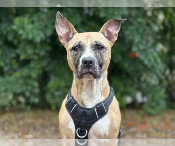 Medium Photo #1 Black Mouth Cur-Unknown Mix Puppy For Sale in Tavares, FL, USA