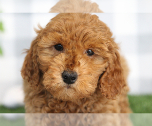 Goldendoodle (Miniature) Puppy for sale in MARIETTA, GA, USA