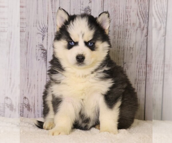 Medium Photo #2 Pomsky Puppy For Sale in FREDERICKSBG, OH, USA