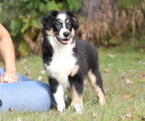 Australian Shepherd Puppy for sale in WESTFIELD, MA, USA