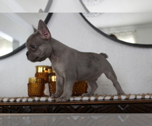 French Bulldog Puppy for sale in FORT WORTH, TX, USA