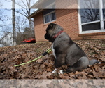 Small Photo #15 Akita Puppy For Sale in ROLLA, MO, USA