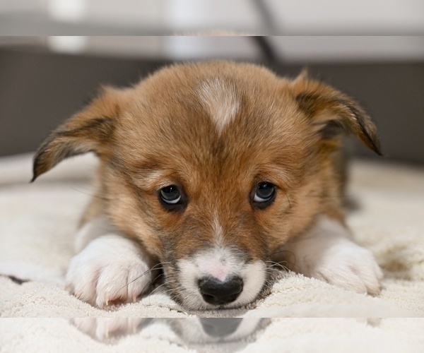 Medium Photo #4 Pembroke Welsh Corgi Puppy For Sale in HOLMESVILLE, OH, USA