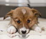 Small #3 Pembroke Welsh Corgi