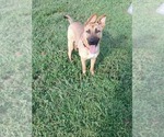 Small #1 Mutt