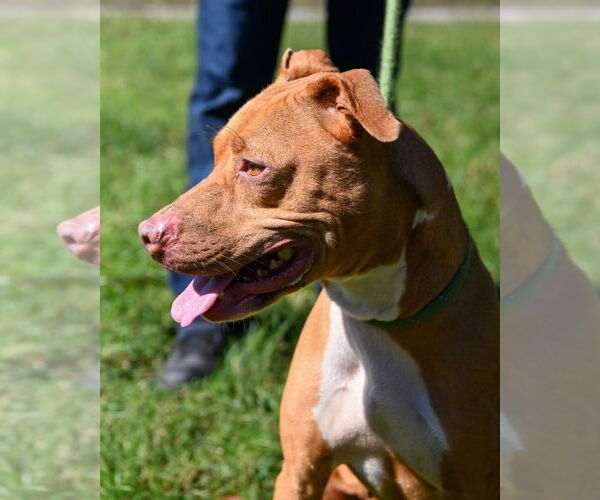 Medium Photo #3 American Pit Bull Terrier Puppy For Sale in Glen Allen, VA, USA