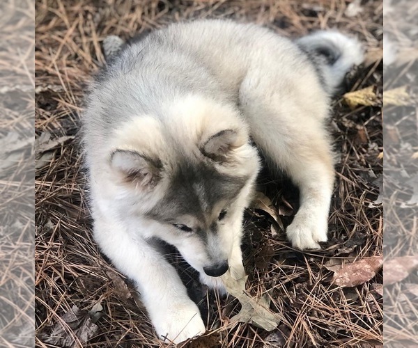 Medium Photo #5 Wolf Hybrid Puppy For Sale in FILLMORE, LA, USA
