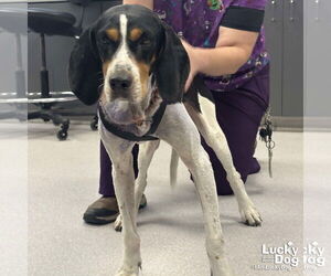 Bluetick Coonhound-Coonhound Mix Dogs for adoption in Washington, DC, USA