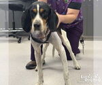 Small Bluetick Coonhound-Coonhound Mix