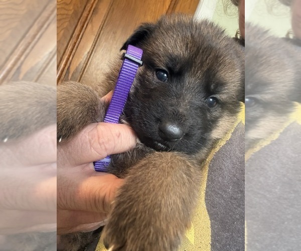 Medium Photo #5 German Shepherd Dog Puppy For Sale in NEWVILLE, PA, USA
